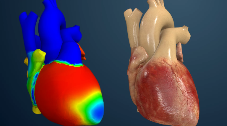 活体心脏人体模型